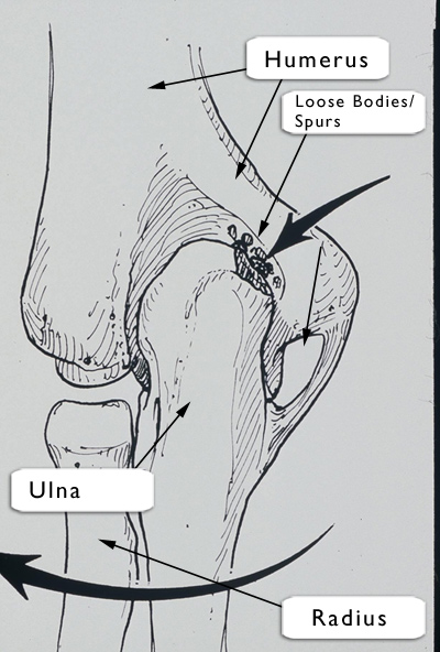 Elbow Diagram